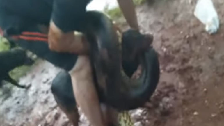 Βραζιλία: Διάσωση σκύλου που είχε τυλιχθεί από ανακόντα