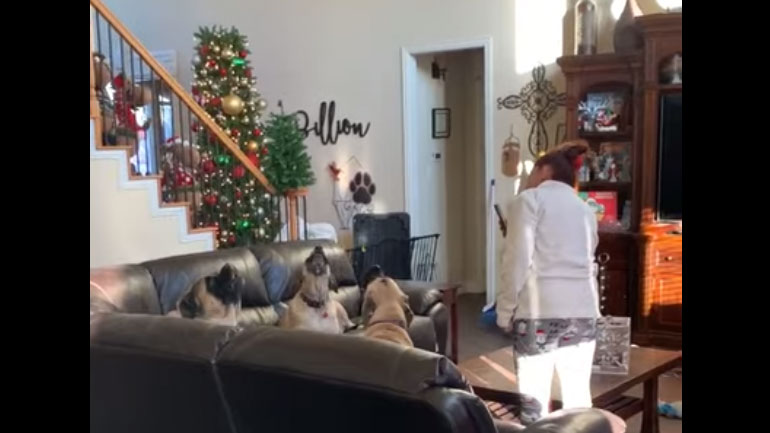 Χορωδία σκύλων τραγουδάει «Χρόνια πολλά»