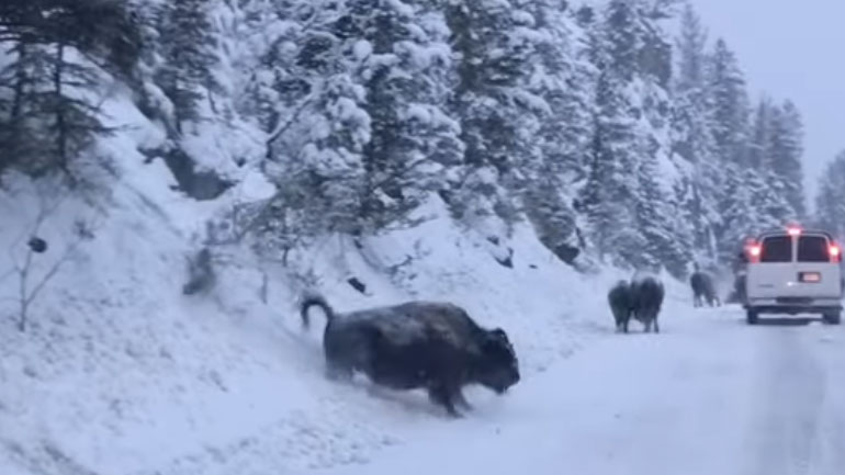 Βίσονας κάνει… τσουλήθρα στα χιόνια