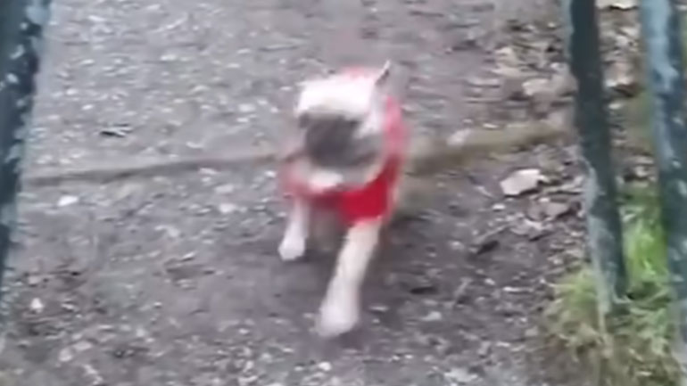 Ο πιο γκαφατζής σκύλος του κόσμου!