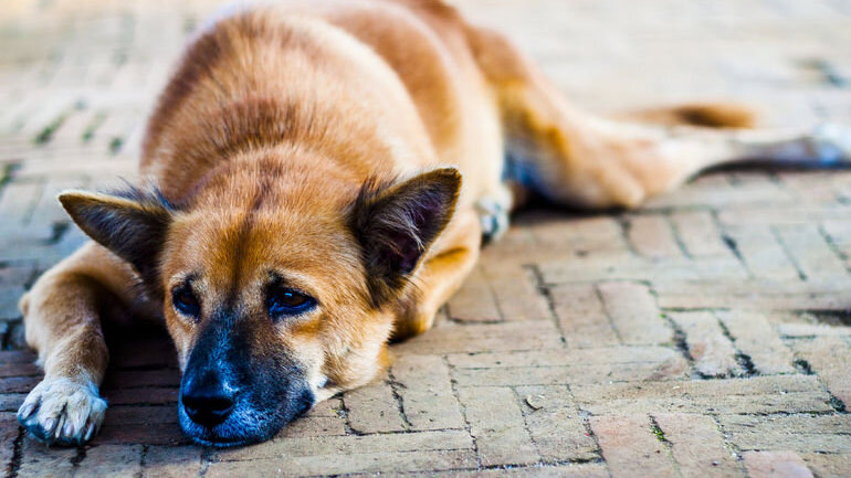Κροατία: «Υιοθετήστε ένα αδέσποτο», προτρέπουν τους πολίτες φιλοζωϊκές οργανώσεις