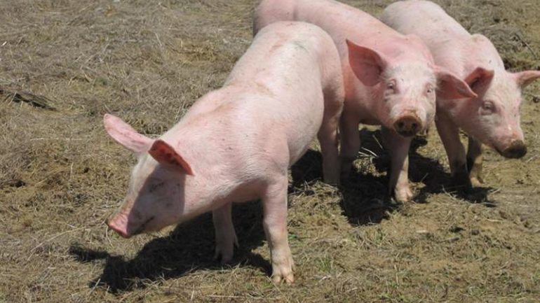 Καταγγελία για μεγάλη ζωοκλοπή – Δεν υπάρχει θέμα λέει η ΕΛΑΣ 