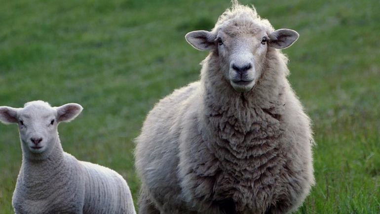 Ηγουμενίτσα: Πρόβατα… έφαγαν χλοοτάπητα γηπέδου