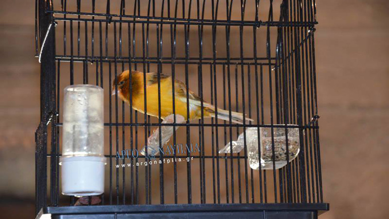 Άργος: 280 καναρίνια και παπαγαλάκια στην έκθεση πτηνών…