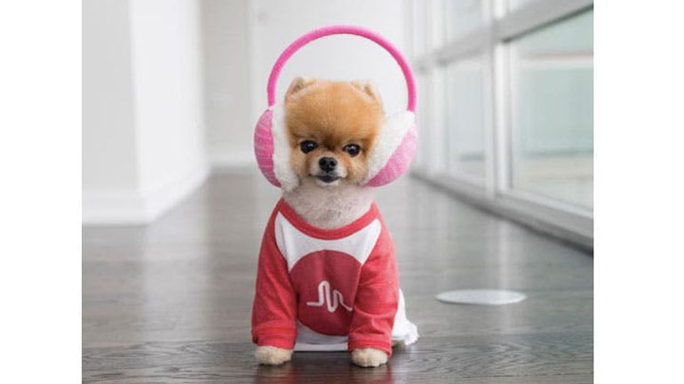 Κατοικίδια influencers κερδίζουν έως και 32.000 δολάρια για κάθε ανάρτηση στο instagram