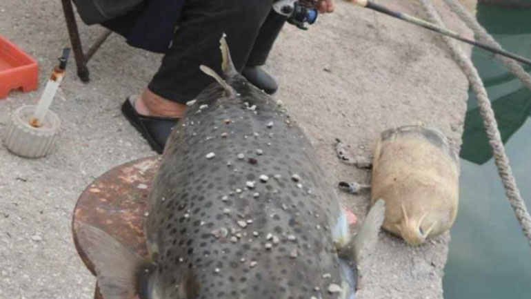 Κρήτη: Έπιασαν λαγοκέφαλο 9,5 κιλών