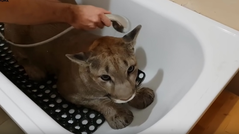 Πούμα παίρνει το μπάνιο του