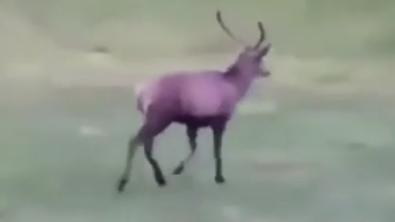 Ελάφι βάζει γκολ