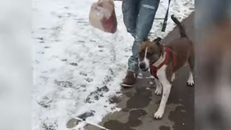 ΗΠΑ: Έκαναν αποχαιρετιστήριο πάρτι για σκύλο που υιοθετήθηκε μετά από 500 μέρες