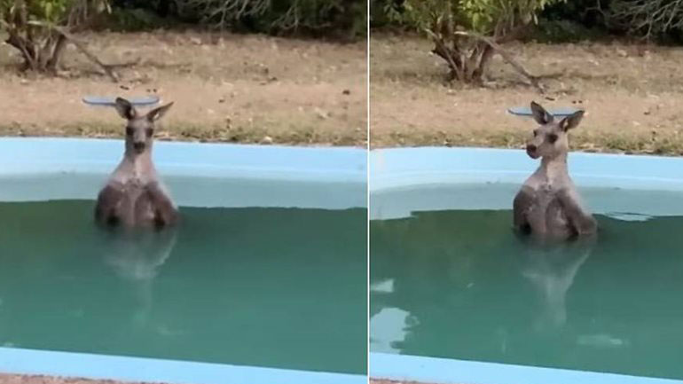 Καγκουρό στην Αυστραλία βούτηξε σε πισίνα για να γλιτώσει από πυρκαγιά