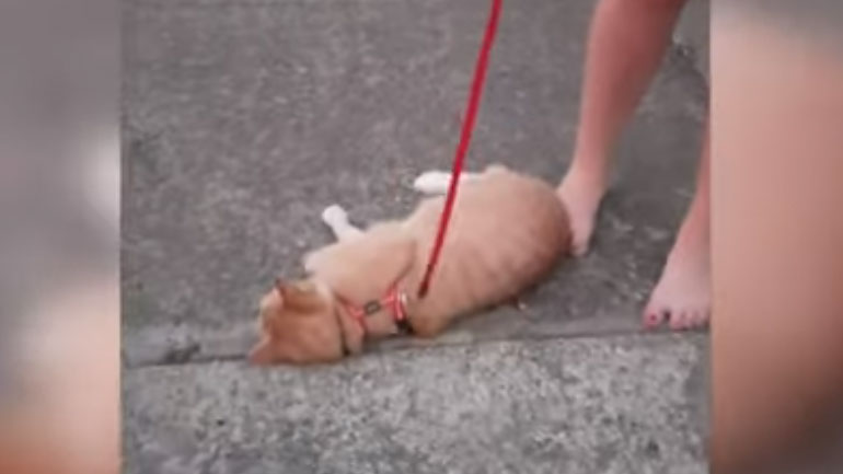 Πίνω και… μεθώ: Τεμπέλης γάτος αρνείται να περπατήσει και πάει σαν μεθυσμένος