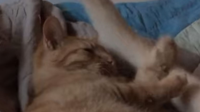 Γάτα βρίσκεται στο λάθος μέρος, τη λάθος στιγμή