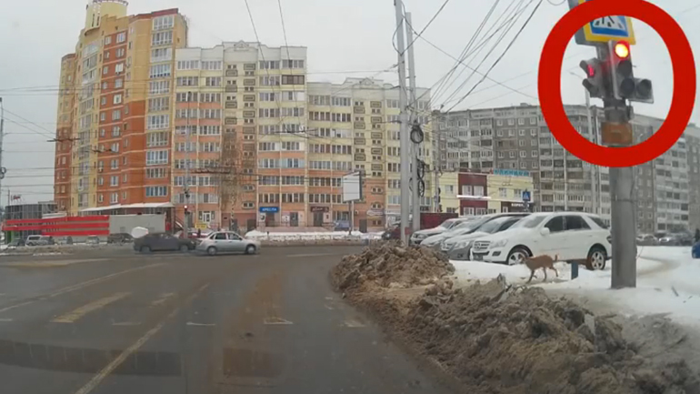 Νομοταγής σκύλος