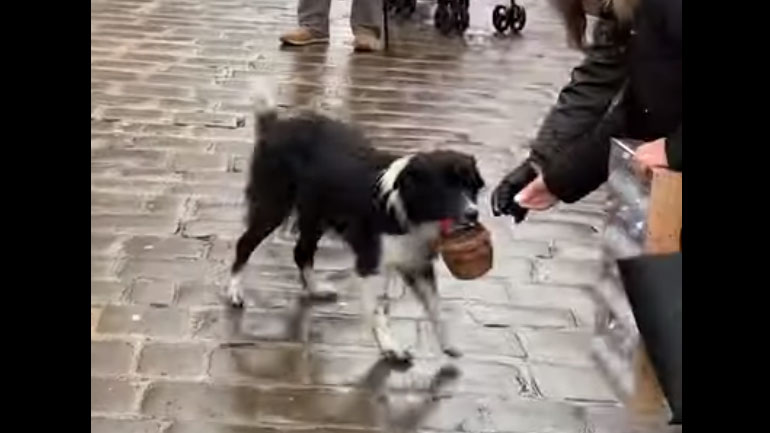 Ο πιο αξιαγάπητος πλανόδιος καλλιτέχνης έχει τέσσερα πόδια!
