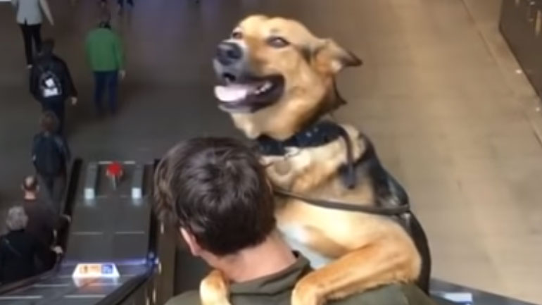 Αξιολάτρευτος σκύλος φοβάται τις κυλιόμενες σκάλες