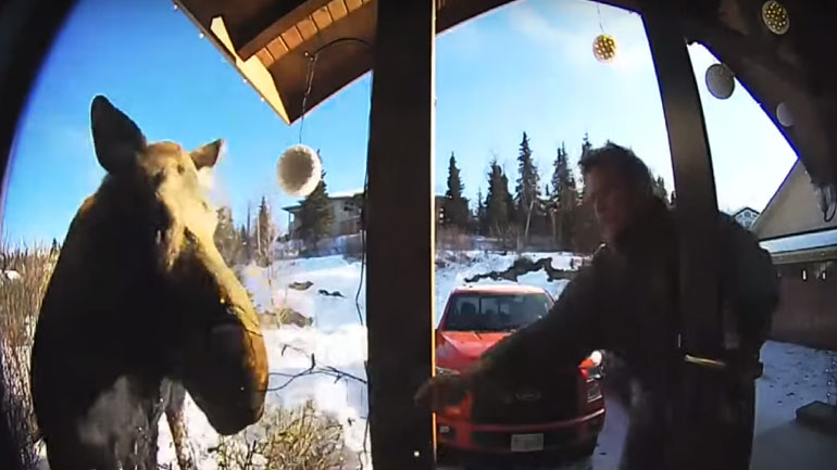 Άνδρας βοηθάει άλκη που έχει μπλεχτεί σε χριστουγεννιάτικα φωτάκια