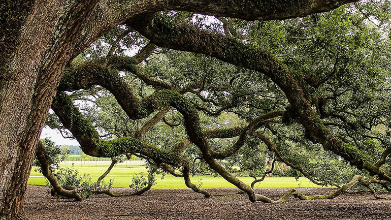 Βουλγαρία: Βελανιδιά 500 ετών υποψήφια για το «δέντρο της χρονιάς»