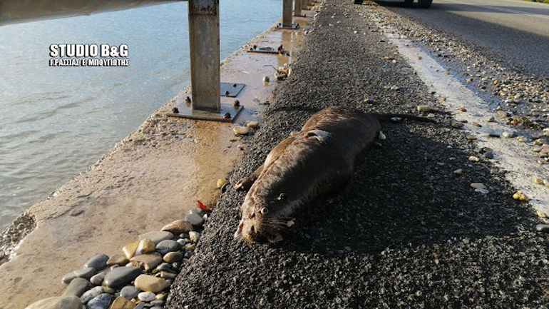 Σπάνια ευρωπαϊκή ενυδρίδα βρέθηκε νεκρή στην Αργολίδα