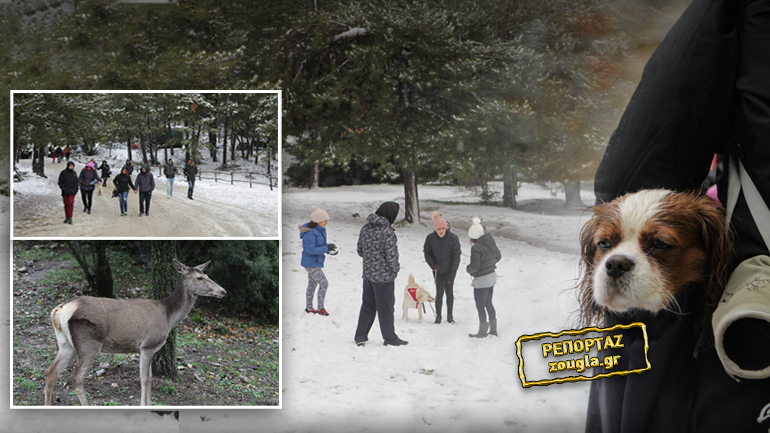 Έπεσαν τα πρώτα χιόνια στην Πάρνηθα