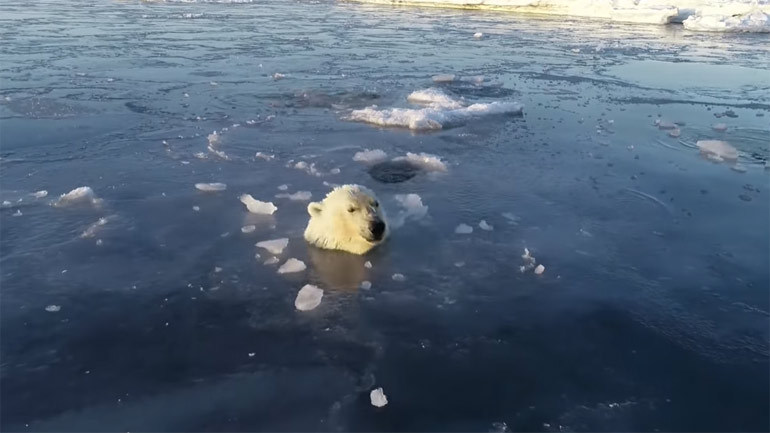 Πολική αρκούδα κυνηγάει drone!
