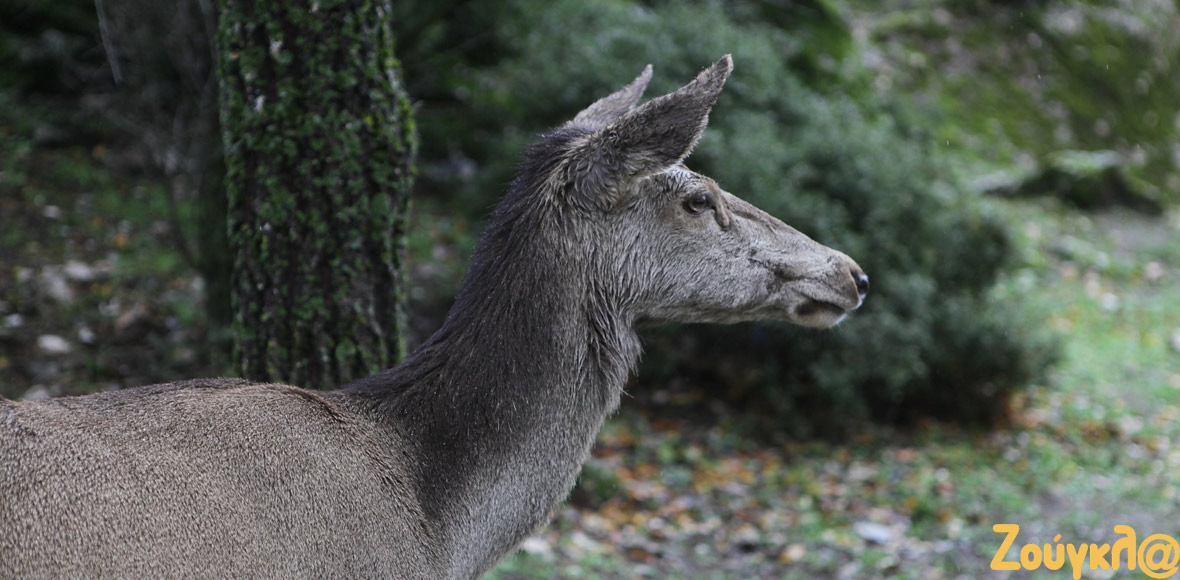 Περιμένοντας τον χιονιά…
