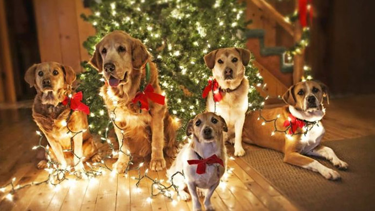 Πώς θα περάσετε καλά με το κατοικίδιό σας στις γιορτές;