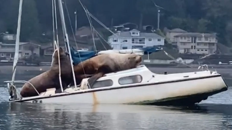 Θαλάσσια λιοντάρια αράζουν σε σκάφος