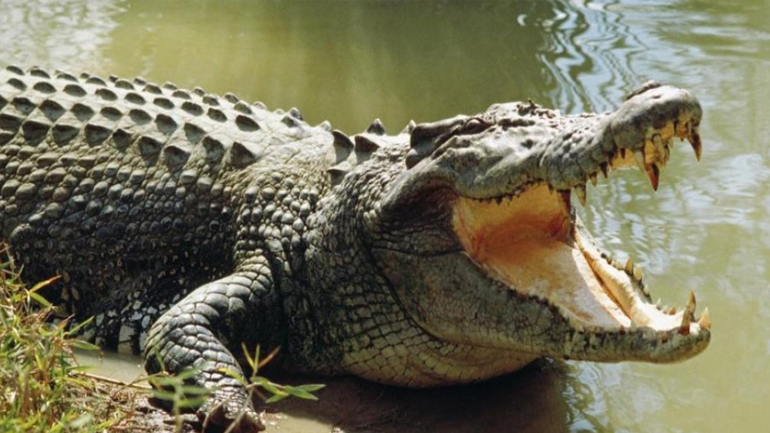 Κροκόδειλος σκότωσε γυναίκα στην Ινδονησία – Μία ακόμη αγνοείται