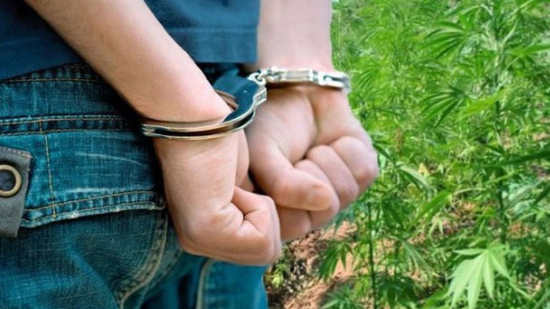 Ηράκλειο: Συνελήφθη 32χρονος για καλλιέργεια δενδρυλλίων κάνναβης