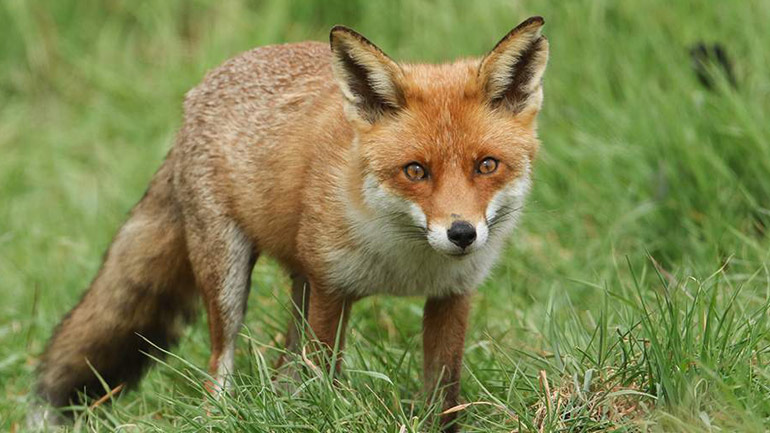 Αλεπού δάγκωσε πεντάχρονο κορίτσι στο Πήλιο
