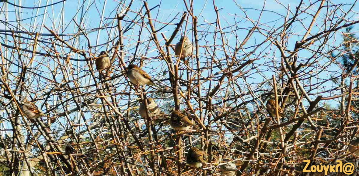 Το χριστουγεννιάτικο δέντρο της… Φύσης