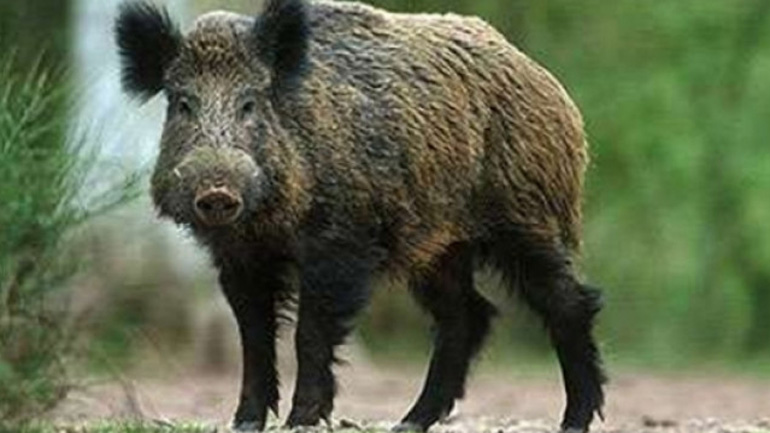 Γρεβενά: Πάλεψαν με αγριογούρουνο και κατάφεραν να το… αιχμαλωτίσουν