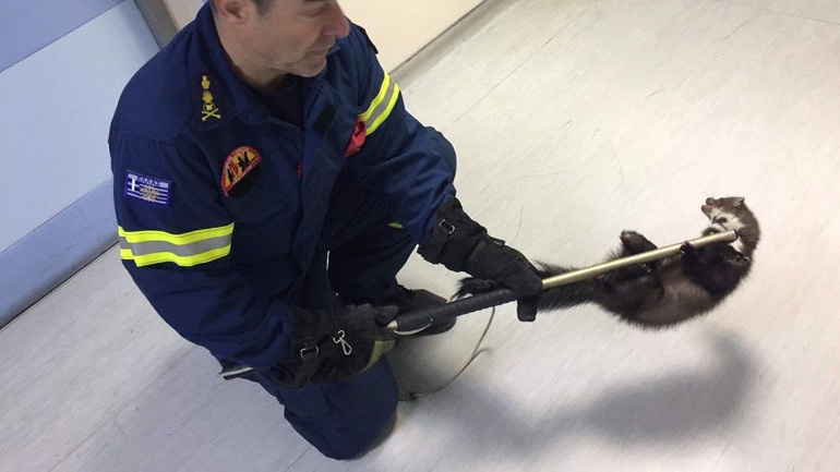 Νυφίτσα αναστάτωσε το νοσοκομείο Βόλου – Xρειάστηκε να επέμβει η Πυροσβεστική