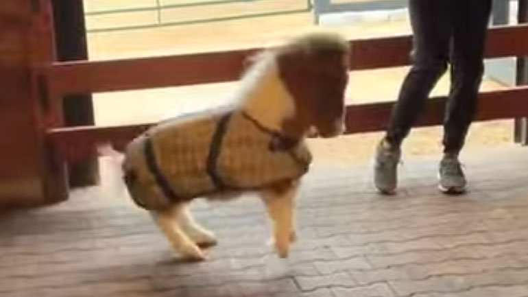 Ένα μικροσκοπικό άλογο τρέχει σαν σίφουνας και κλέβει καρδιές