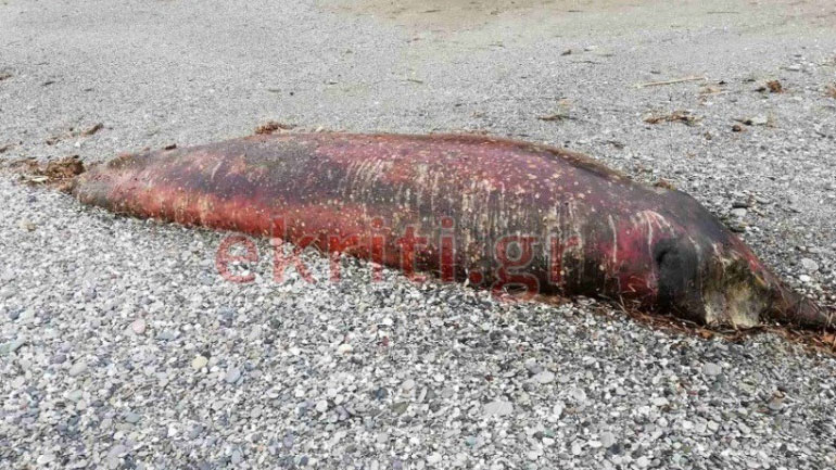 Κρήτη: Θαλάσσιο κήτος ξεβράστηκε σε παραλία