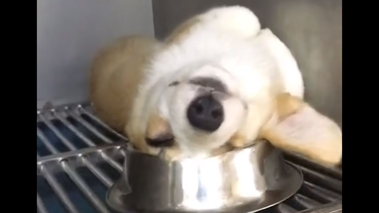 Τα πιο τεμπέλικα σκυλιά του κόσμου