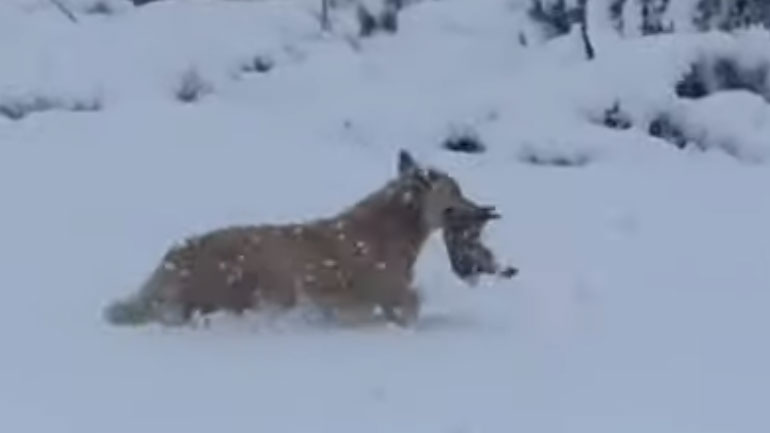 Σκύλος μεταφέρει το μωρό του μέσα στο χιόνι