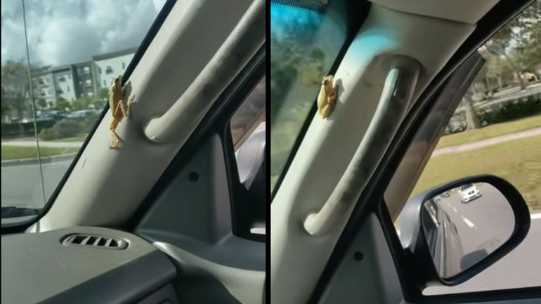 Βάτραχος εισβάλλει σε αυτοκίνητο