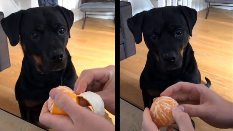 Σκυλίτσα λατρεύει τις κλημεντίνες