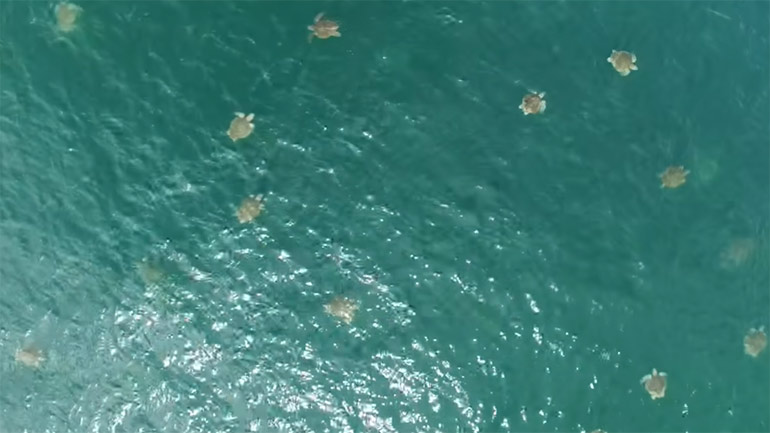 Το μεγαλύτερο κοπάδι από θαλάσσιες χελώνες όπως το κατέγραψαν drones επιστημόνων