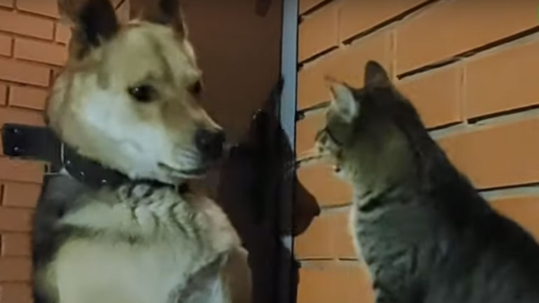 Ο πιο γρήγορος μποξέρ του κόσμου είναι μια… γάτα!