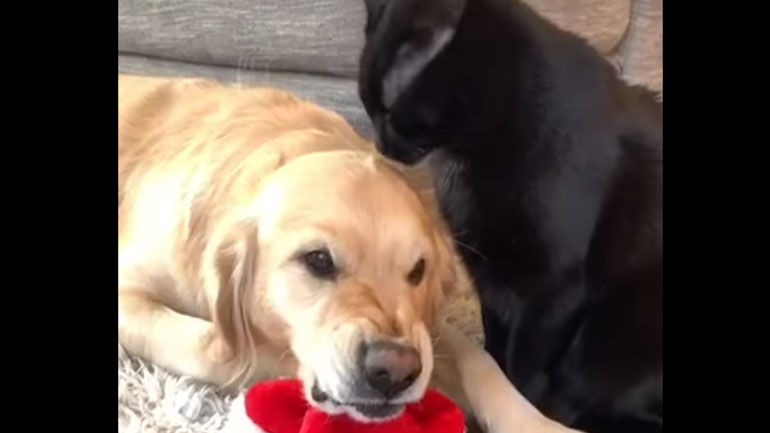 Γάτα πλένει έναν… έξαλλο σκύλο