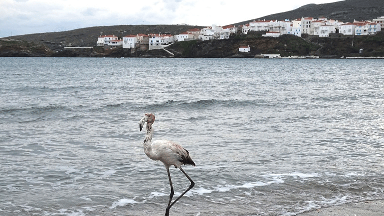 Φλαμίνγκο βρέθηκε σε παραλία της Άνδρου
