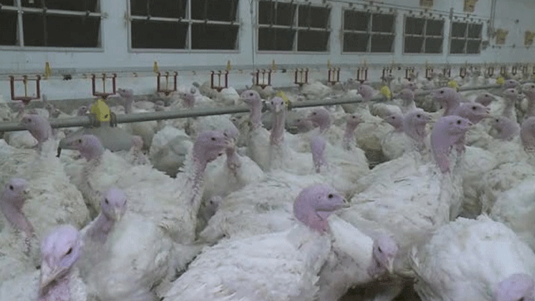 Πολωνία: Κρούσματα της γρίπης των πτηνών H5N8 σε μονάδες όπου εκτρέφονται γαλοπούλες