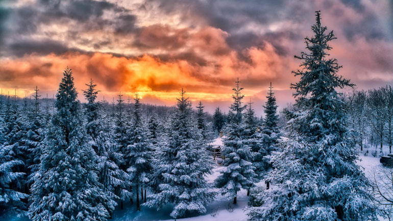 Μετά τα Θεοφάνια ξεκινά η ανακύκλωση των φυσικών χριστουγεννιάτικων δέντρων στη Θεσσαλονίκη