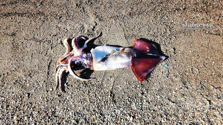 Καλαμάρι γίγας στο Ναύπλιο