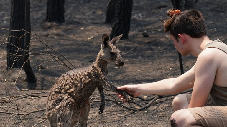 Συγκλονιστικές εικόνες: Καγκουρό ξέφυγε από την πύρινη κόλαση στην Αυστραλία και ζητά βοήθεια
