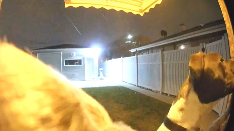 Σκύλος χτυπάει το κουδούνι και περιμένει να του ανοίξουν την πόρτα