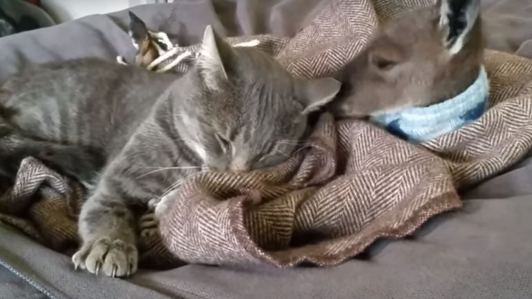 Όταν μια γάτα και ένα καγκουρό έγιναν κολλητοί φίλοι…