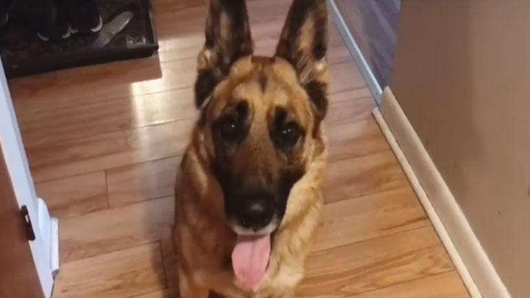 Ο υπέρτατος σκύλος-ξυπνητήρι!